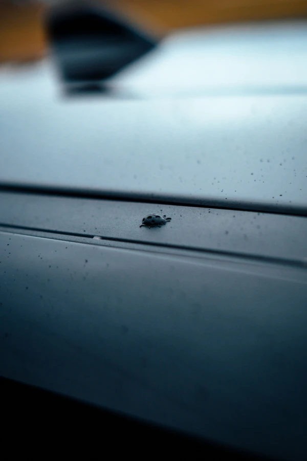 Jeep Avenger 54 kWh Longitude 24